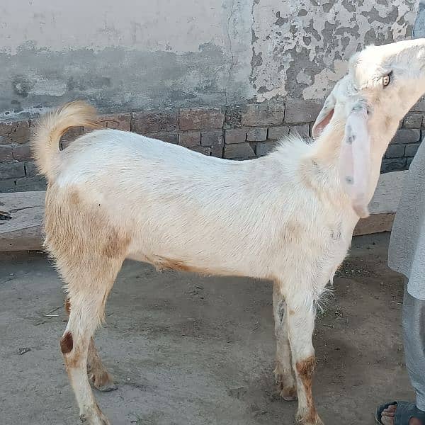 Bakra For Eid Qurbani 10