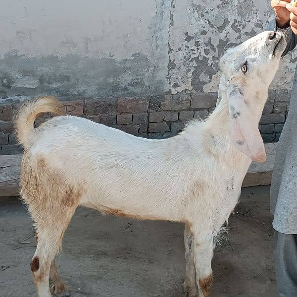 Bakra For Eid Qurbani 11