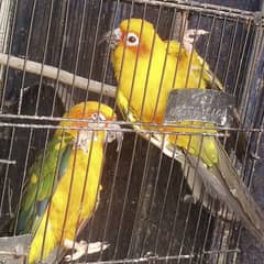 SUN  CONURE   READY  TO  BREED NON DNA GENDER NOT CONFIRM