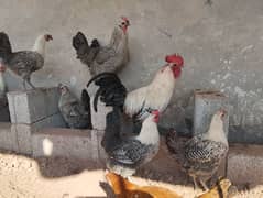 Misri (Fayoumi) Hen (egg laying)