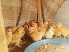 golden buff chicks