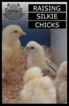 white silkie chiks pair/without Hatching Machine