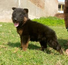 German shepherd Dubal cout mail 2 mahnt for sale active and healthy