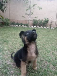 German shepherd puppy for sale