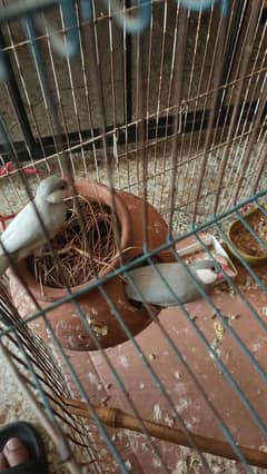 Java Finches pairs with and all Setup Cages for Sale