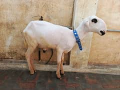 Mundra Sheep For Qurbani