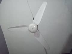 ceeling Fan for urgent sell