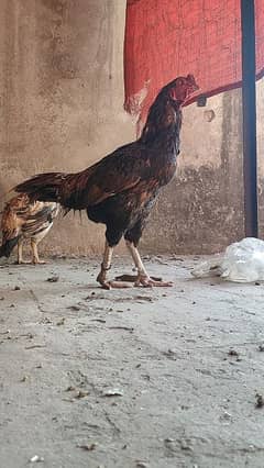 Amrooha breeder male Black keelo mai