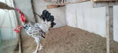 Egg laying Hens for sale