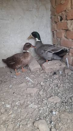 duck full active female anday de rahi h