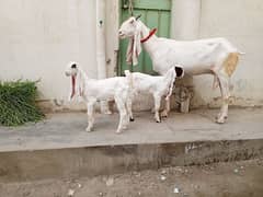 Gulabi Bakri