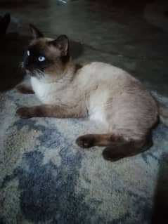 Siamese cat male for sale