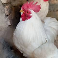 White Fancy Bantam Rooster!