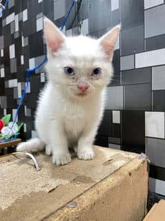 Persian white kitten for sale in reasonable price