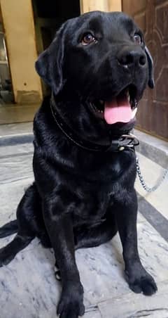 Labrador puppy 6 month age