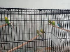 Australian Parrot for sale chungi amar sidhu