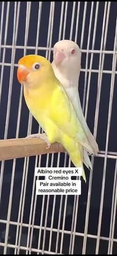 albino red eye x cremino breder pair