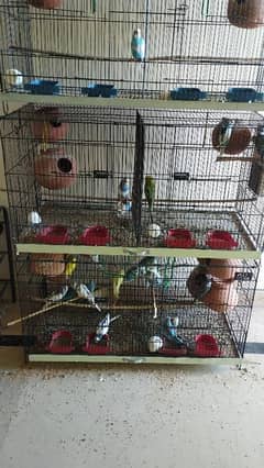 budgies for sale