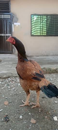 aseel lakhi Breeder aseel madi for sale tall Haight