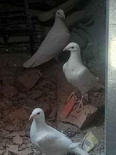 for sale pigeons