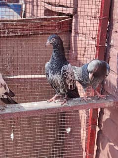 baby pigeon for sale only 1200