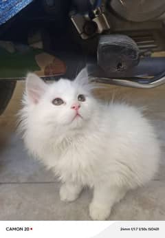 Persian kitten 3 coated doll face