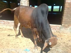 bull sale