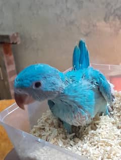 blue ringneck parrot chick