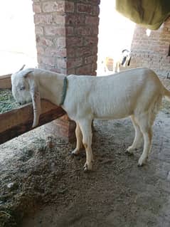 bakry for sale goats,bakra,bakry,laily,