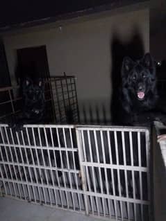 I want sale my black German Shepherd