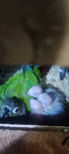 healthy conure 12 day 3 piece