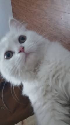 persian cat 6 months female