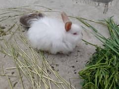 Angora rabbits full breade