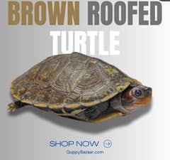 Brown Roofed turtle- Ready for breeding- For more visit GuppyBazaar