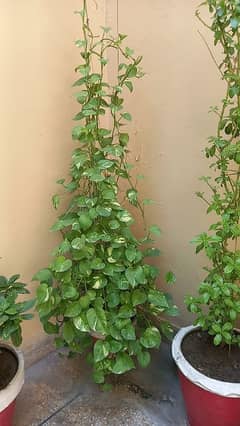 mony plant for sale