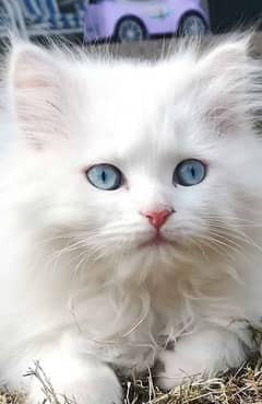 Persian Cat Blue Eyes