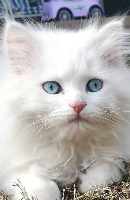 Persian Cat Blue Eyes 0