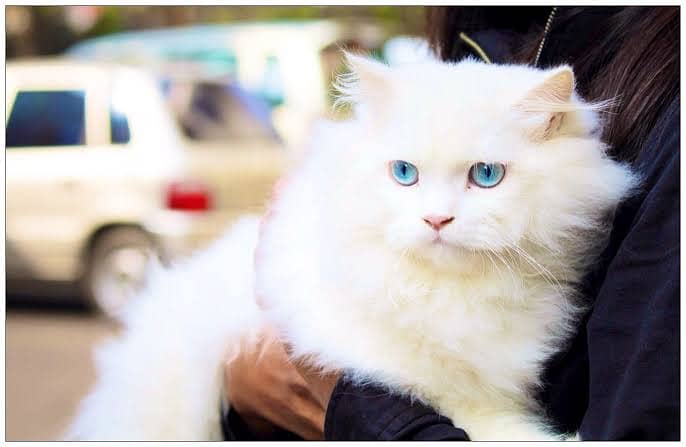 Persian Cat Blue Eyes 1