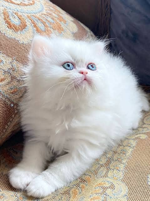 Persian Cat Blue Eyes 2