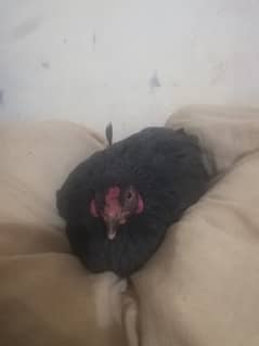 Aseel Hen & other desi Kuruk Hen For Sale