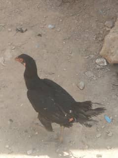 02 Aseel Hens Black Muska egg laying