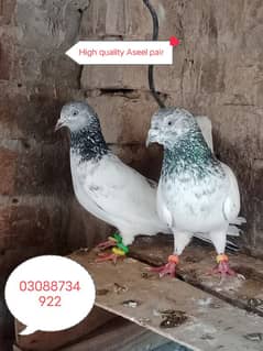 High quality pair and Flying pigeons