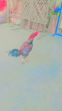 pure mianwali aseel roosters