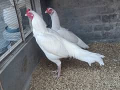 white Heera Chicks