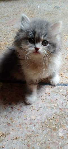 Persian Kittens | Persian Cats | Cats | Cats for Sale | Punch Face