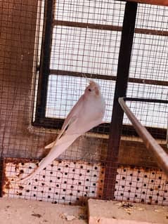 cockatiel breeder pair and love birds breeder pair with fertile eggs