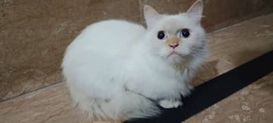 white Persian cat