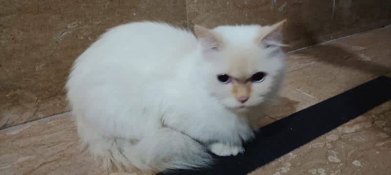 white Persian cat 1