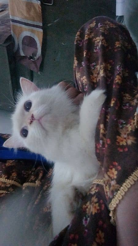 white Persian cat 2