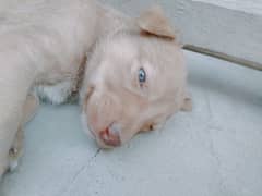 Labrador Puppy For Sale